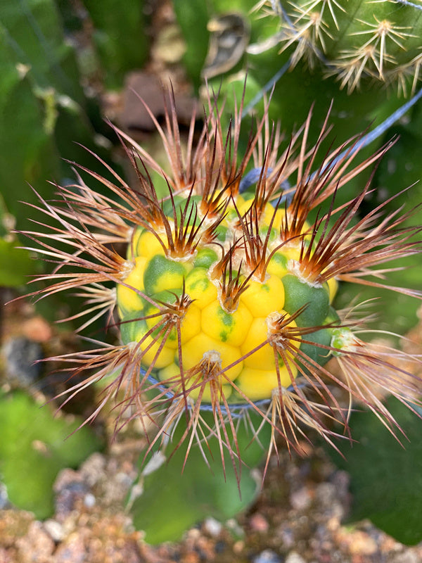 Gymnocalycium saglione 'Variegata'. : Real Live Succulent Cactus Plant