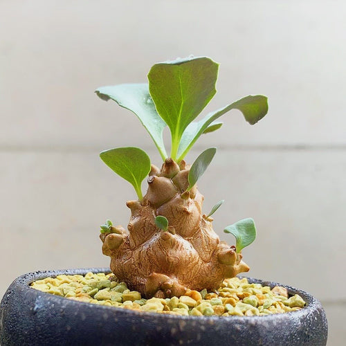 Othonna herrei Pill. : Real Live Succulent Cactus Plant
