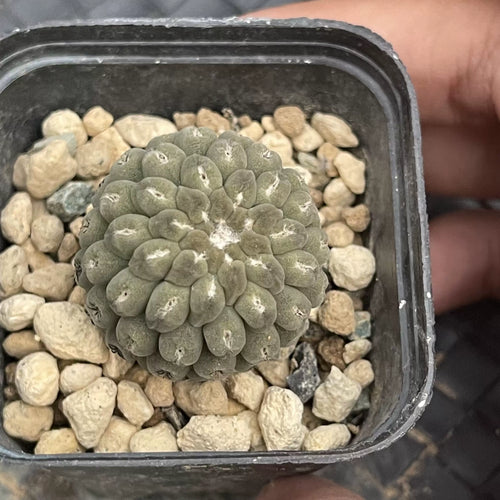 Neoporteria napina Backeberg : Real Live Succulent Cactus Plant