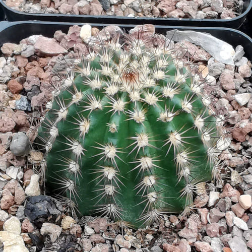 Echinocereus reichenbachii (Terscheck ex Walp.) Haage : Real Live Succulent Cactus Plant