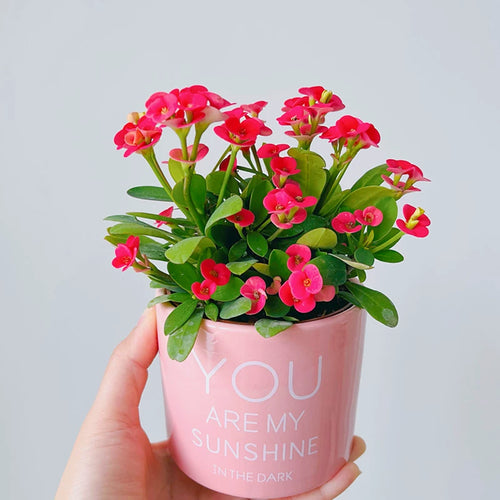 Euphorbia milii Desmoul. : Real Live Succulent Cactus Plant