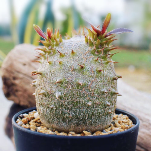 Pachypodium rosulatum Baker subsp. makayense (Lavranos) Lüthy : Real Live Succulent Cactus Plant