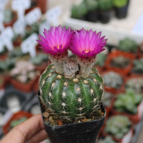 Parodia werneri Hofacker : Real Live Succulent Cactus Plant