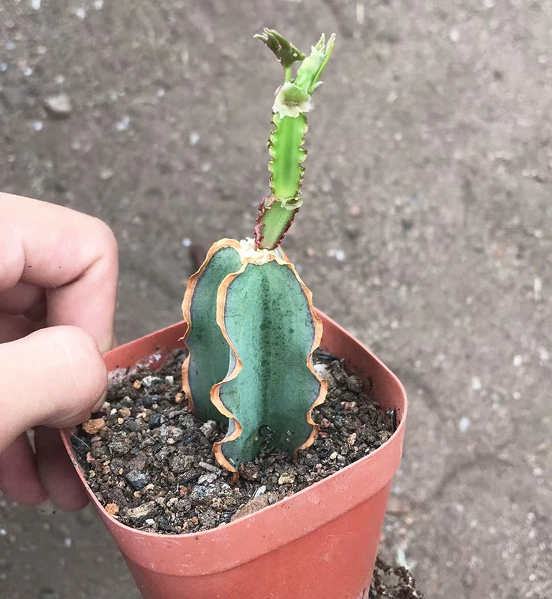 Cissus quadrangularis L. : Real Live Succulent Cactus Plant