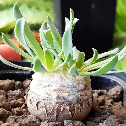 Othonna retrorsa DC. : Real Live Succulent Cactus Plant