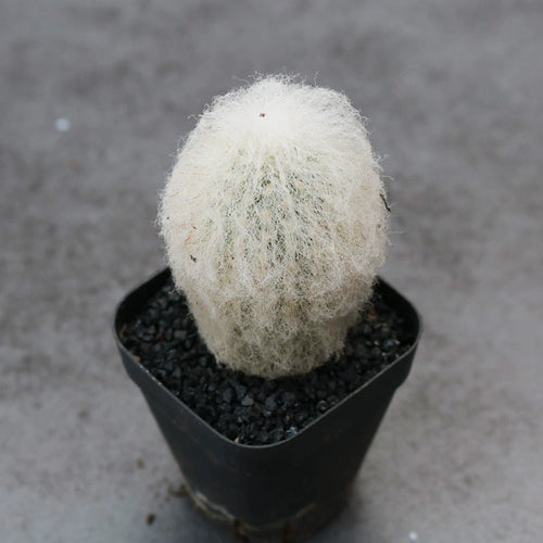 Espostoa lanata (Kunth) Britton et Rose : Real Live Succulent Cactus Plant