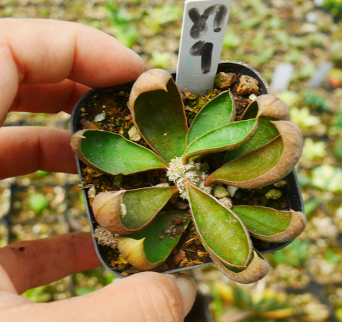 Euphorbia waringiae Rauh et Gerold : Real Live Succulent Cactus Plant