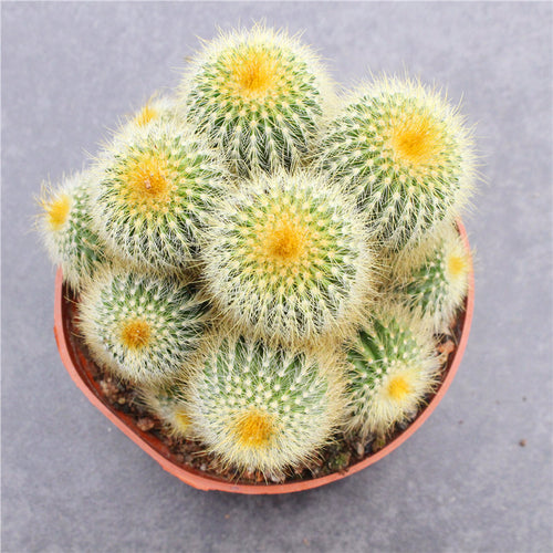 Parodia leninghausii (K. Schum.) F. H. Brandt : Real Live Succulent Cactus Plant