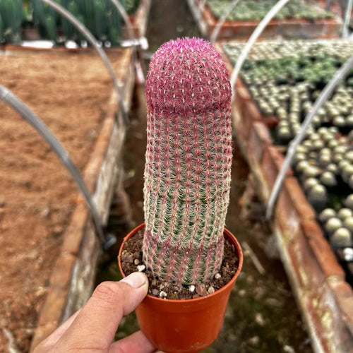 Real Live Succulent Cactus Plant :  Echinocereus rigidissimus var. rubrispinus Rainbow Hedgehog