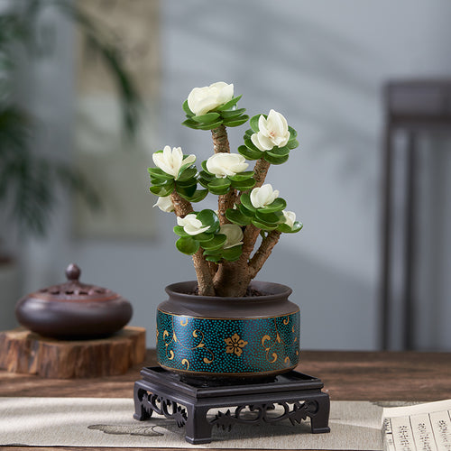 Portulaca molokiniensis Hobdy : Real Live Succulent Cactus Plant