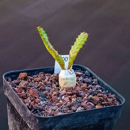 Euphorbia stellata Willd. : Real Live Succulent Cactus Plant