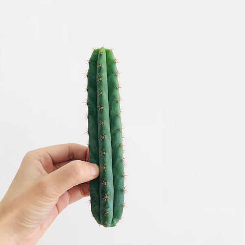 Echinopsis pachanoi (Br. et R.) Fried. et Row. : Real Live Succulent Cactus Plant