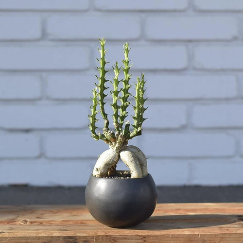 Euphorbia ingens cv. : Real Live Succulent Cactus Plant