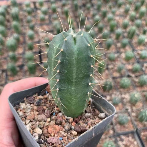 Echinocereus knippelianus Liebner. : Real Live Succulent Cactus Plant