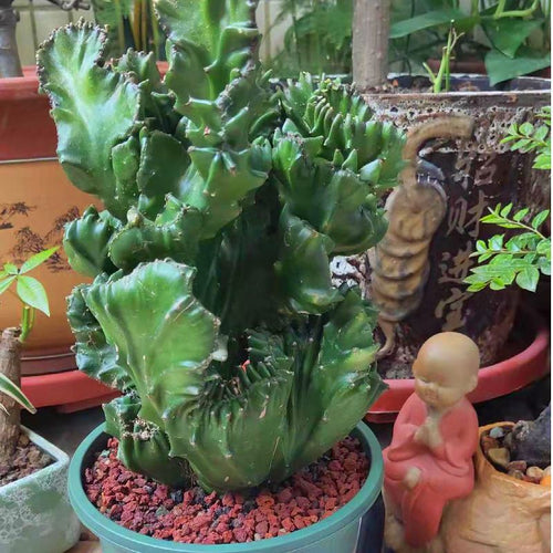 Euphorbia antiquorum 'Cristata' : Real Live Succulent Cactus Plant