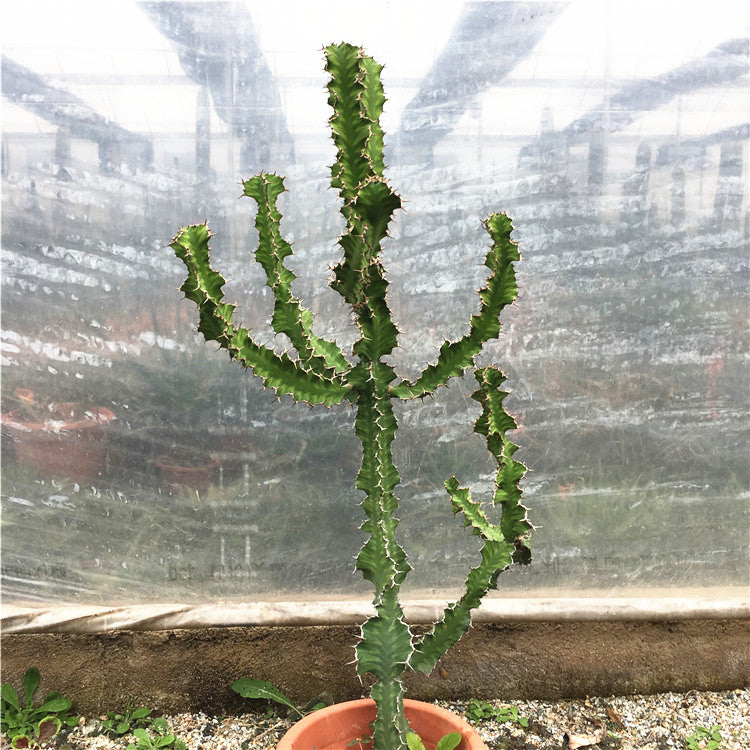 Euphorbia pseudocactus A. Berger : Real Live Succulent Cactus Plant