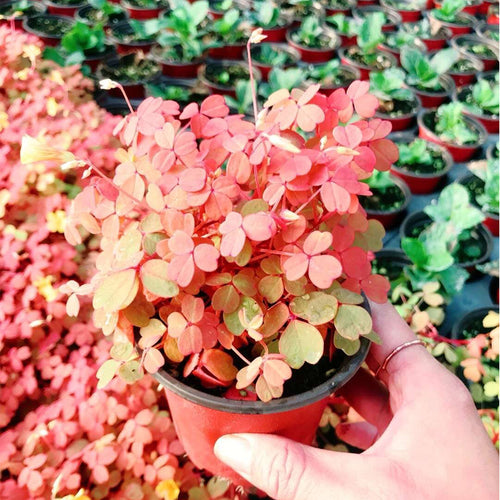 Oxalis 'Sunset Velvet' : Real Live Succulent Cactus Plant