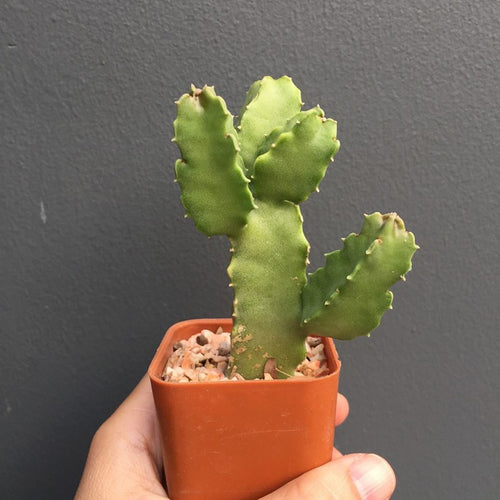 Caralluma speciosa (N. E. Br.) N. E. Br. : Real Live Succulent Cactus Plant