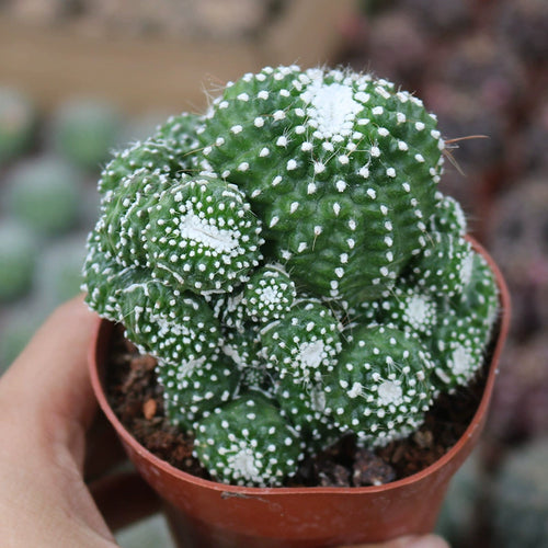Blossfeldia liliputana Werderm. : Real Live Succulent Cactus Plant