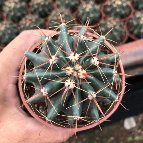 Ferocactus peninsulae (A. A. Weber) Britton et Rose : Real Live Succulent Cactus Plant