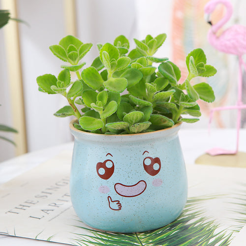 Plectranthus hadiensis (Forsk.) Schweinf. ex Sprenger var. tomentosus (Benth. ex E. Mey.) Codd : Real Live Succulent Cactus Plant