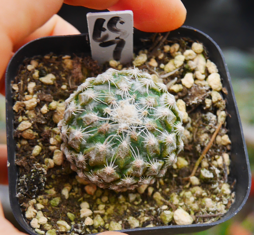 Pelecyphora strobiliformis (Werderm.) Frič et Schelle ex Kreuz. : Real Live Succulent Cactus Plant