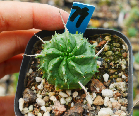 Euphorbia meloformis Gasparr. : Real Live Succulent Cactus Plant