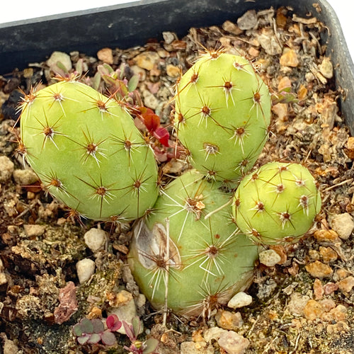 Cumulopuntia sphaerica (Foerster) E.F.Anderson : Real Live Succulent Cactus Plant