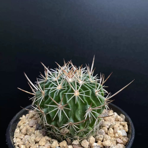 Echinofosstulocactus Britt et Rose : Real Live Succulent Cactus Plant