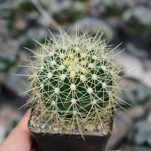Ferocactus schwarzii G. E. Lindsey : Real Live Succulent Cactus Plant