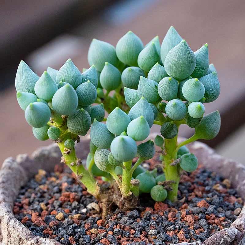 Senecio citriformis Gray : Real Live Succulent Cactus Plant