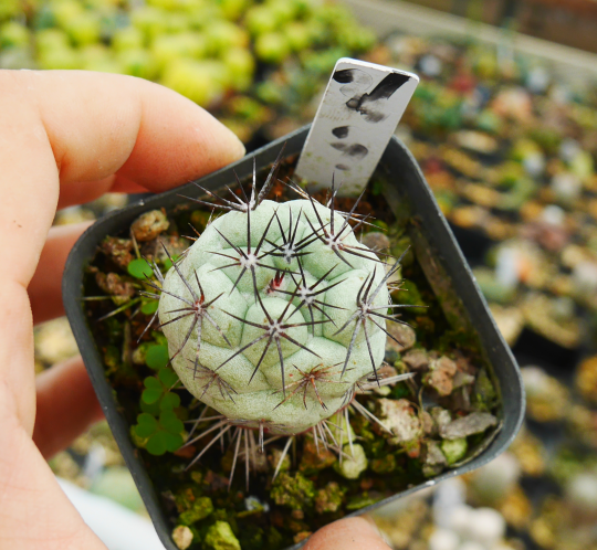 macdougallii succulent Ortegocactus macdougalii Alexander : Real Live Succulent Cactus Plant