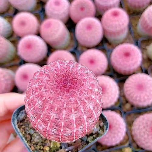 Echinocereus rigldissimus var. rubispinus (G. Frank) N. P. Taylor : Real Live Succulent Cactus Plant