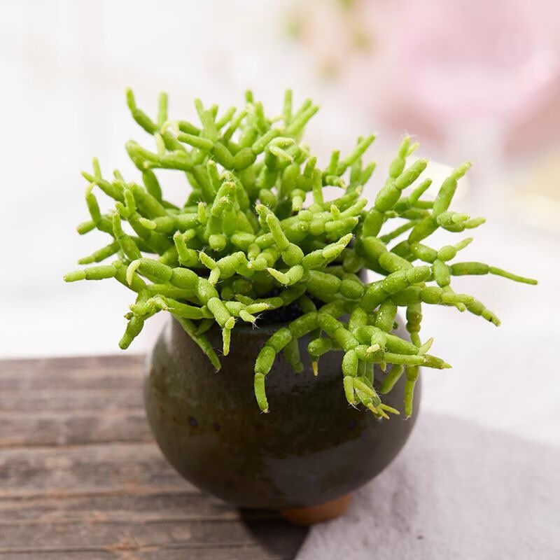hatiora succulent Hatiora salicornioides Britton et Rose : Real Live Succulent Cactus Plant