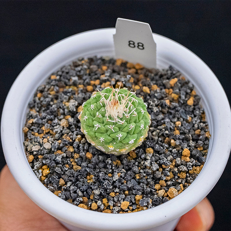Strombocactus disciformis (DC.) Britton et Rose : Real Live Succulent Cactus Plant