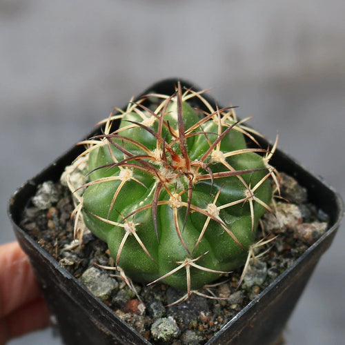 Discocactus hartmannii (K. Schum.) Britton et Rose : Real Live Succulent Cactus Plant