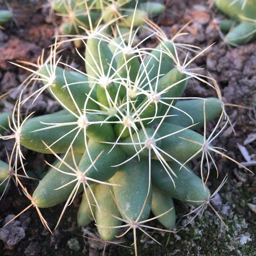 Dolichothele longimamma (DC.) Britton et Rose : Real Live Succulent Cactus Plant
