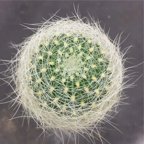 Neoporteria nidus (Soehrens) Britton et Rose : Real Live Succulent Cactus Plant