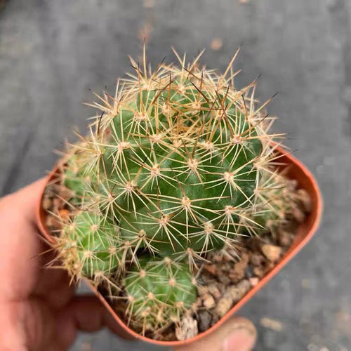 Lobivia hermanniana Backeberg : Real Live Succulent Cactus Plant