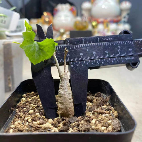 Ibervillea sonorae (S. Wats.) Greene : Real Live Succulent Cactus Plant