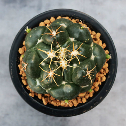 Coryphantha andreae Purpus et Bodeker : Real Live Succulent Cactus Plant