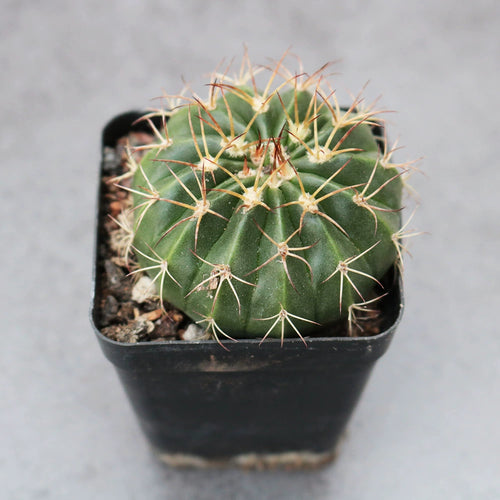 Melocactus amoelnus (Hoffmanns.) Pfeiff : Real Live Succulent Cactus Plant