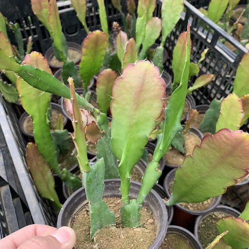 Disocactus ackermannii (Haw.) Barthlott : Real Live Succulent Cactus Plant
