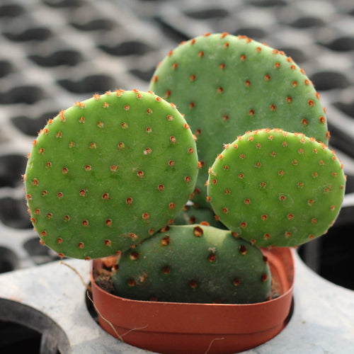 Opuntia microdasys var. rubra : Real Live Succulent Cactus Plant