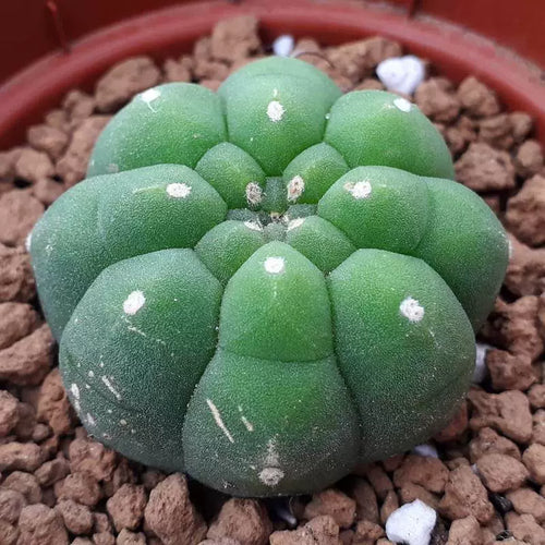 Matucana madisoniorum (Hutchison) G. D. Rowley : Real Live Succulent Cactus Plant