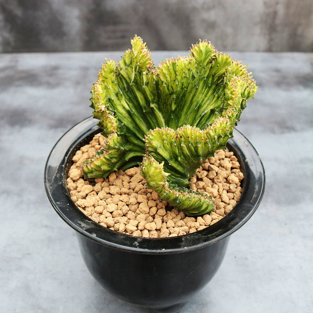 Euphorbia lactea 'Variegata' : Real Live Succulent Cactus Plant