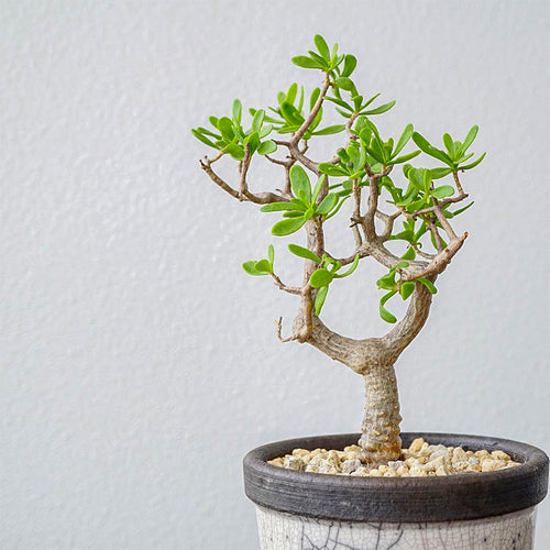 Othonna arbuscula (DC.) Sch. Bip : Real Live Succulent Cactus Plant