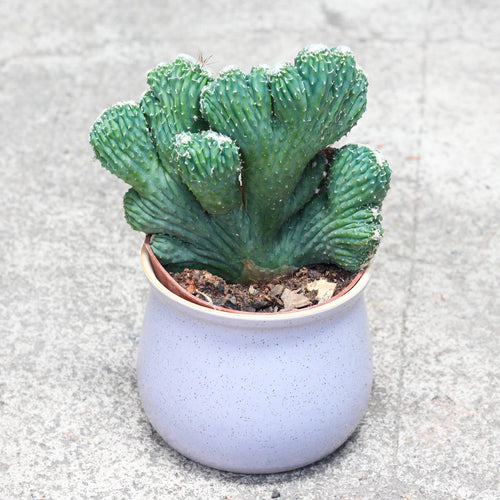 Cereus peruvianus 'Monstrosus' : Real Live Succulent Cactus Plant