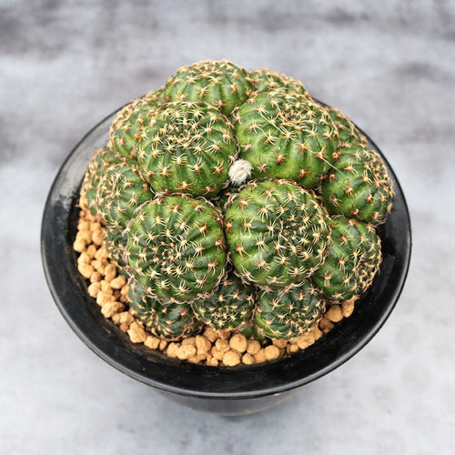 Lobivia tiegeliana Wessner var. pusilla : Real Live Succulent Cactus Plant