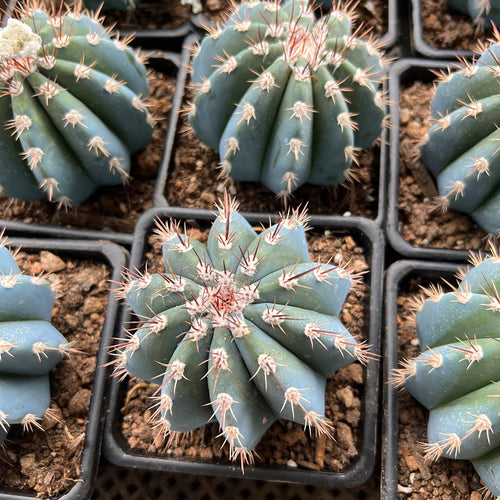 Melocactus azureus Buining et Brederoo : Real Live Succulent Cactus Plant
